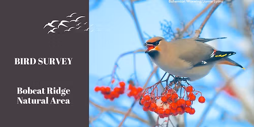 Bird Survey at Bobcat Ridge