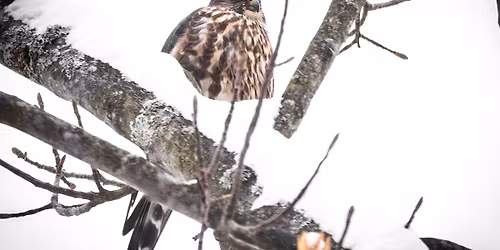 WCAS Bird Walk: West Creek Reservation