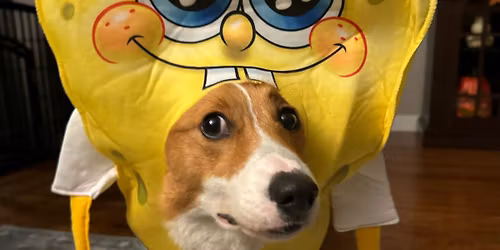 Corgi Halloween Party 2025