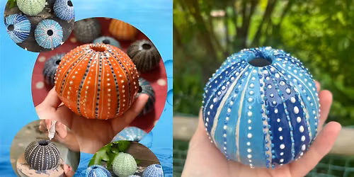 Pottery Sea Urchin