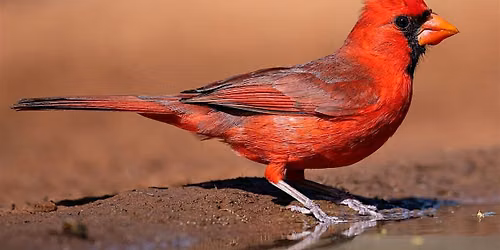 Birding For Beginners