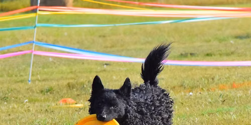 Frisbee Dog - Toss & Fetch