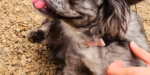 Calling all Frenchies!!!!!! Frenchie party!! 