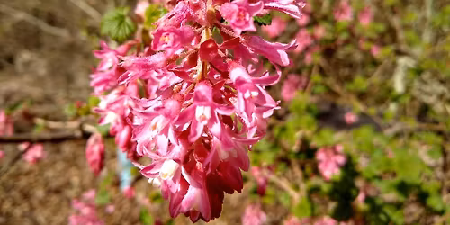 HV Hikers: "HV Park Stroll" (easy)