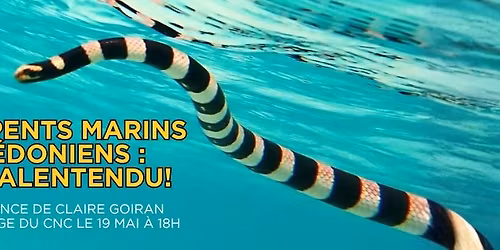 Serpents marins cal\u00e9doniens : le malentendu !\ud83d\udc0d