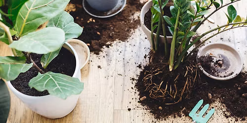 Houseplant Potting 101