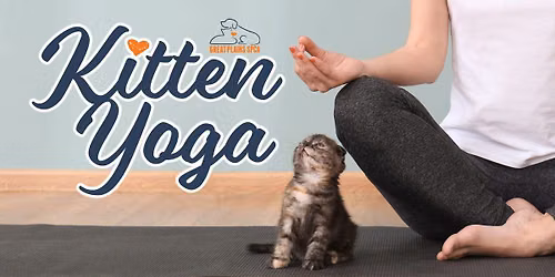 Kitten Yoga 🧘🐈