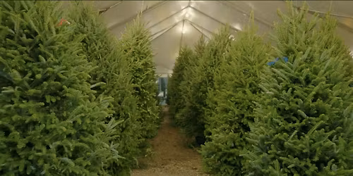 Lukas Nursery Christmas Tree Tent at 4Roots Farm