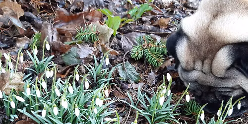Mopside kevadpidu Tiigiveski koerteplatsil