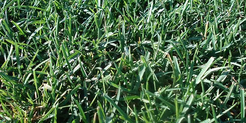 Lawn Care