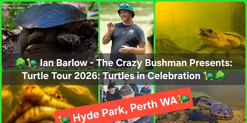 \ud83c\udf33\ud83d\udc22 Turtles in Celebration - Turtle Champion Origin \ud83d\udc22\ud83c\udf33