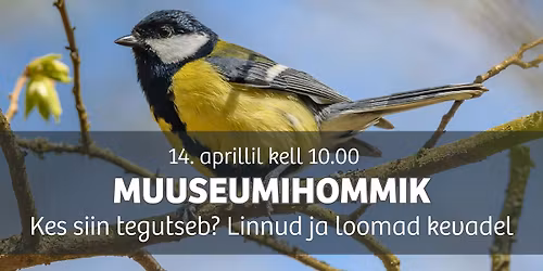 Koolivaheaja muuseumihommik \u201cKes siin tegutseb? Linnud ja loomad kevadel\u201d