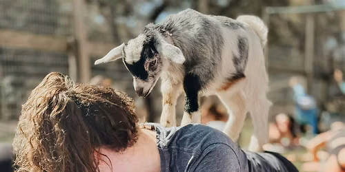 Yoga & Goats