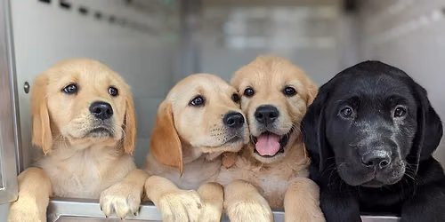 Guide Dogs at Cameron Toll