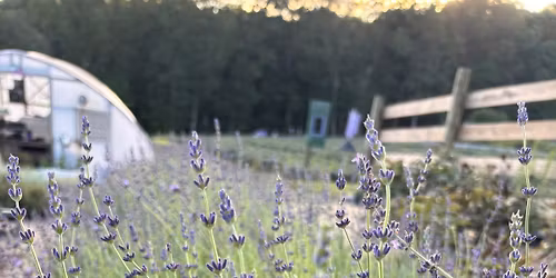 Hope Hill Lavender Farm Demonstration @ Kimberton Whole Foods, Wyomissing