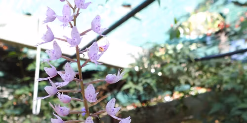 Growing and Caring for Orchids