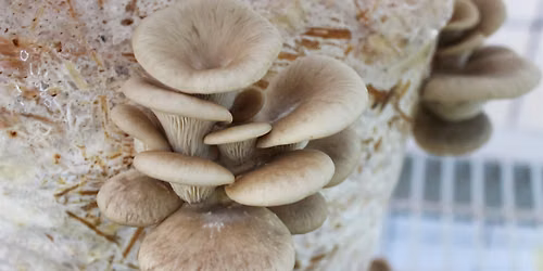 DIY Mushroom Cultivation with Willoughby Arevalo