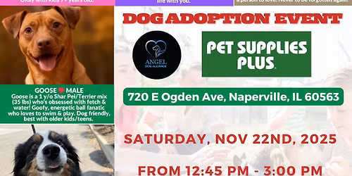 DOG ADOPTION EVENT - NAPERVILLE
