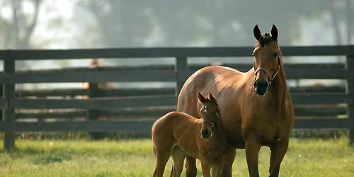 HORSES & BUSHFIRE SAFETY and Large Animal Rescue  