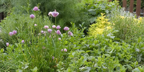 Edible Plant Walk