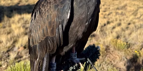 International Vulture Awareness Day-Vultures are Vital
