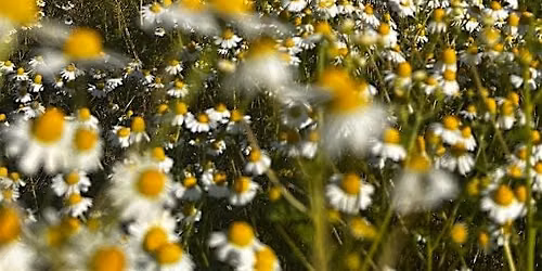 Intro to Flower Essences