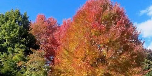 Sketch Together Fall Colors (we hope!) at the Arboretum
