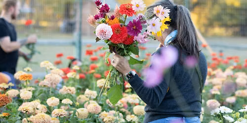 U-PICK FLOWERS WEDNESDAY