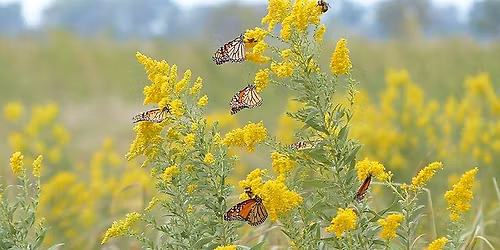 Library Talk: Buzz Worthy the Power of Pollinators