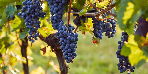 Winery Spotlight Flight: Quattro Theory Wines