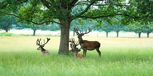 Richmond London Fun Puzzle Treasure Hunt! :)