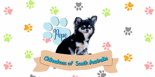 Chi Meetup #36 @ 11am 14th June Fremont small dog park, Fremont Park, Elizabeth South Australia
