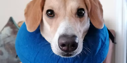 CPD Accredited Canine First Aid Course 5th December 2026