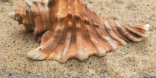 Institute of Conchology and Sealife Exhibit