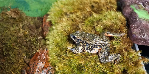 Voices of Nature: Endangered Species