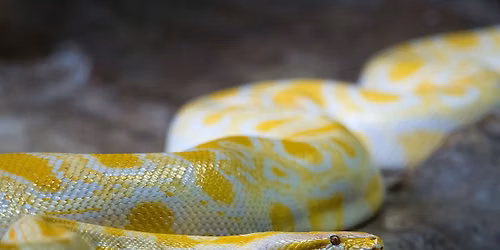 The Reptile Experience: Featuring Serengeti Steve