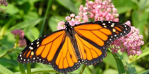Monarchs & Milkweed