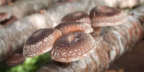 Grow Your Own Shiitake Mushrooms Workshop