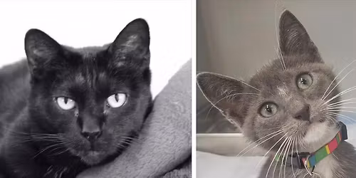 Snip & Save: Cat Neuter Day