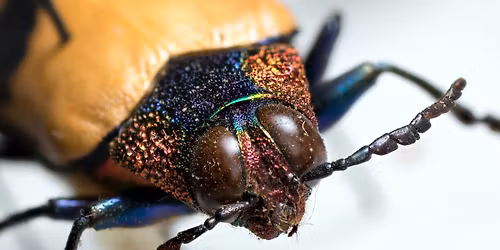 BOOO With The Bugs