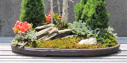 The Art of Bonsai: Cultivating Your Appreciation