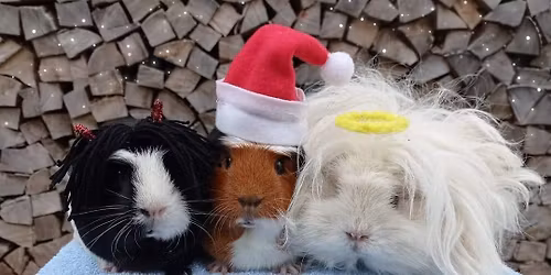 3.DUO mikulášska výstava ušľachtilých morčiat 