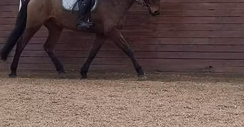 voksen ridelejr stendalens hesteskole 2026