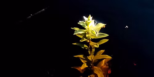 Luonnonhenget ja kasvien maaginen voima