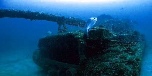 Army Tanks Miami - 2 Tank Dive - Lobster!!