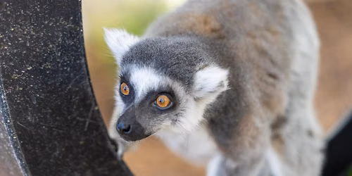 Wild After Hours: Lemurs (18+)