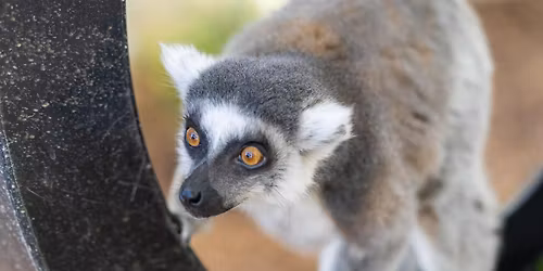 Wild After Hours: Lemurs (18+)
