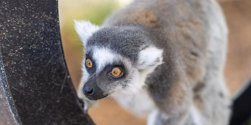 Wild After Hours: Lemurs (18+)