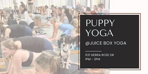 Puppy Yoga @ Juice Box Yoga