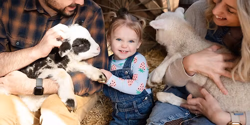 Lamb Photo Mini Session - Let's Capture Cuddles